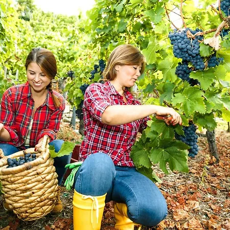 Mosel Village * إيلينز-بولتيرسدورف